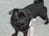 ellathepug's Avatar