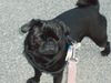 ellathepug's Avatar