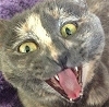 Waxtros's Avatar