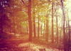 Beechwoods's Avatar